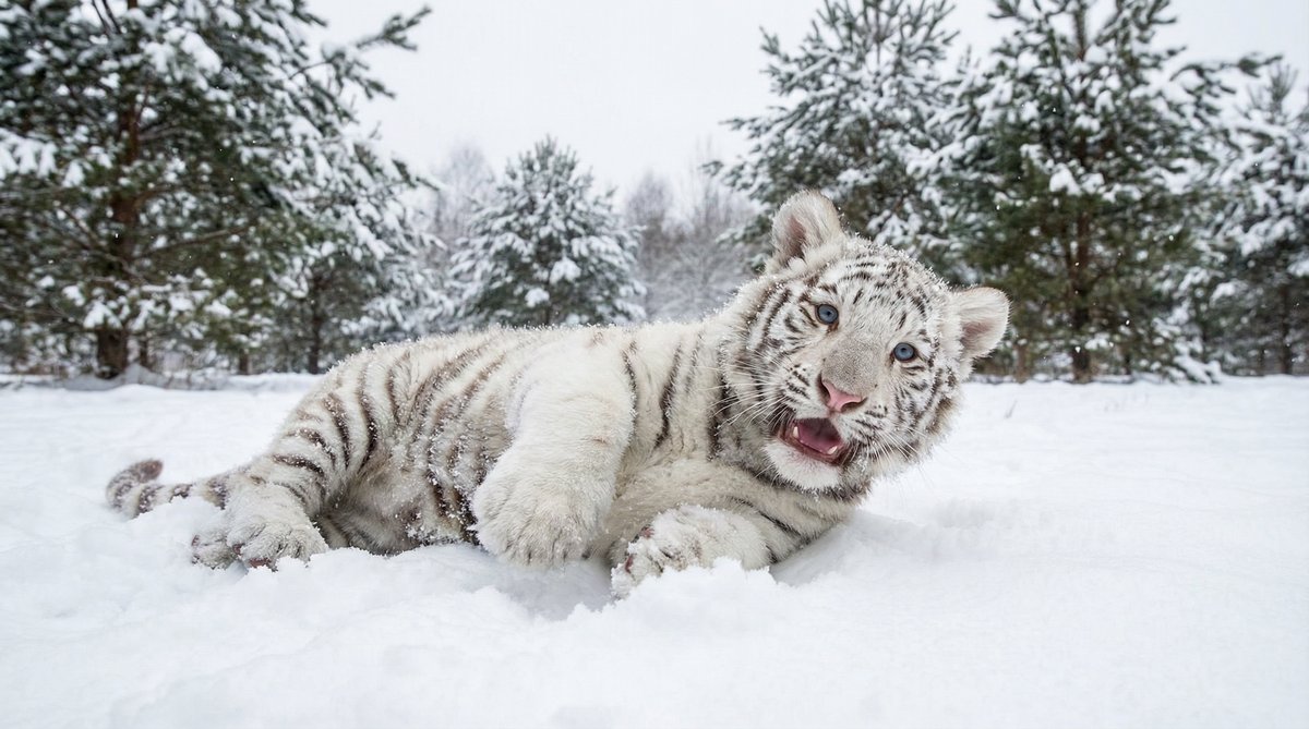 福利导航动物视频